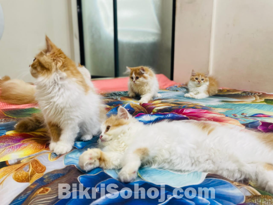 parsian cat